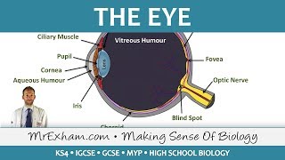 Accommodation in the eye focussing for IGCSE Biology [upl. by Nathalia]