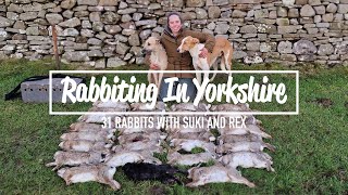 Rabbiting In Yorkshire  31 rabbits with Suki amp Rex [upl. by Hsakiv]