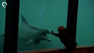 🐬 Dolfinarium  Ontdek Beleef Verdiep [upl. by Mariel]