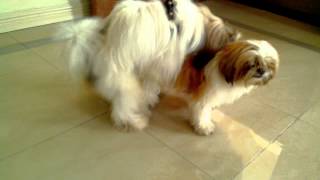 Shih tzu mating wo shooter [upl. by Hylan]