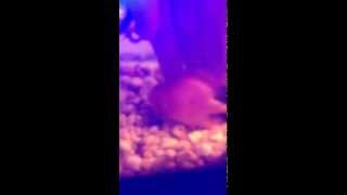 Cichlid Swimming Erratically [upl. by Noet]