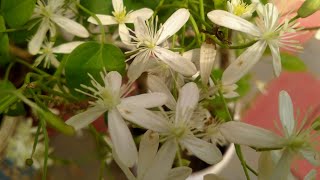 clematis flammula [upl. by Nitsirk]