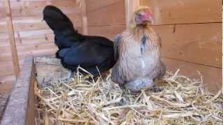 Chicken laying her first egg Modern Game Bantam [upl. by Innus]