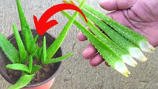 How To Propagate Small Aloe vera Leaves [upl. by Narod402]