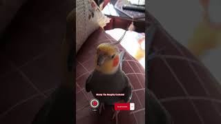 Monty The Naughty Cockatiel singing his version of ponyo song monty viral [upl. by Oeflein926]