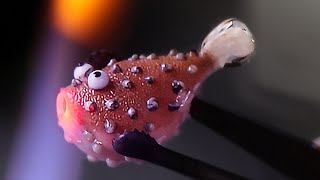 How to make a pufferfish or Fugu  The Art of Lampwork [upl. by Hauck340]