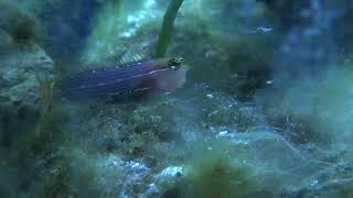 WhiteLined Combtooth Blenny [upl. by Ogg]