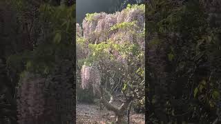 Flowering Wisteria  Royal Botanic Garden Sydney Australia [upl. by Aural]