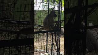 Yellow Baboon  Short video 4KUHD Birds Photography  Wildlife Animals [upl. by Joselow102]