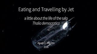 Eating and travelling by jet  a little about the life of the salp Thalia democratica [upl. by Eugenio]