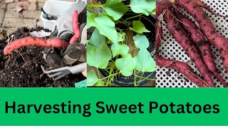 Growing and Harvesting Sweet Potatoes  Growing Sweet Potatoes from Store Bought [upl. by Avelin115]