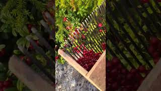 Special tools for picking berries harvesting cranberry lingonberry [upl. by Einneb]