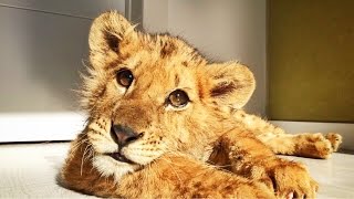 Amazing Lion Cub abused at circus gets second chance [upl. by Onil]