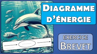 Diagramme conversion énergie Brevet 2023 Asie quotEcholocation chez les grands dauphinsquot  physique [upl. by Sidnac499]