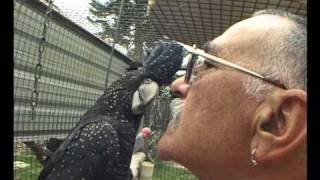 Human Interaction With Black cockatoos and Various Australian Birds [upl. by Alih]