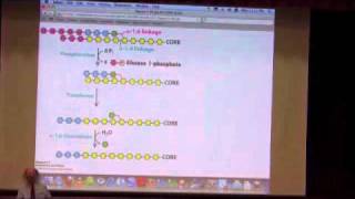 Glycogen Metabolism I [upl. by Assetniuq]