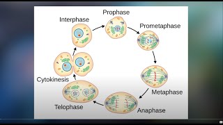 Cell Division [upl. by Hoffmann]