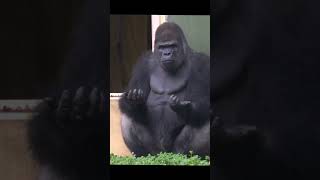 What is this Gorilla in the Rain gorilla shabani [upl. by Dnivra712]