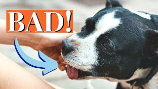 How to Stop Staffy Puppy Biting 7Step Training Guide [upl. by Netsirt643]