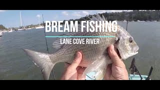 Bream Fishing  Lane Cove river breamfishing [upl. by Austen]