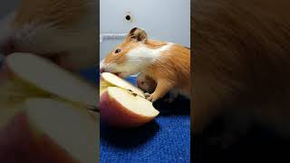 Can Guinea Pigs Eat Apples [upl. by Chaney]