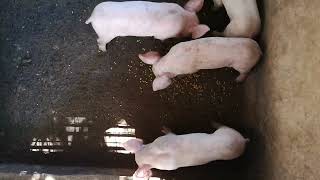 piggery farm ❤️❤️❤️20 days old piglets [upl. by Iramat669]