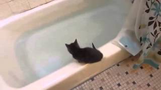 Funny Kitten jumps in bath tub [upl. by Egamlat]