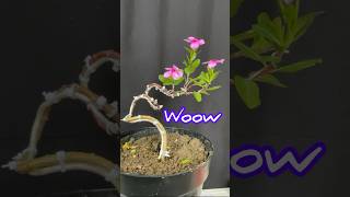 BONSAI BERBUNGA  BEAUTIFUL FLOWER BONSAI [upl. by Isewk]