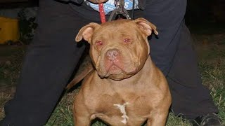 AMERICAN BULLY PUPPY FOR SALE [upl. by Urdna]