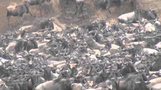 Great Wildebeests Migration [upl. by Valerye]