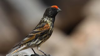 KICAUAN BURUNG RED FRONTED SERIN  KENARI Dahi Merah Dari Arab [upl. by Peers]