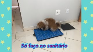 DICAS PARA SEU PET USAR O SANITÁRIO [upl. by Behm]