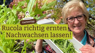 Rucola richtig ernten dann wächst er wieder nach Regrowing bei Rucola [upl. by Sldney395]