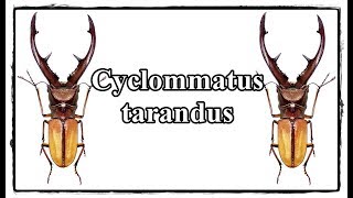 Cyclommatus tarandus  Präparation  Mounting [upl. by Yniatirb]