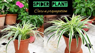 Spider plant care n propagation tips spider plant an easiest house plant n hanging basket plant [upl. by Ednalrym355]