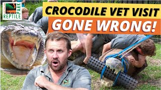 Zookeeper Hit In The Head As CROCODILE Thrashes Out Of Control  Croc Dental Surgery GONE WRONG [upl. by Debera]