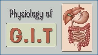 Easy Physiology  GIT  2Salivary Secretion amp Swallowing Mechanism [upl. by Wearing]