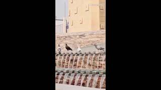 How Birds Saviours in The Kuwait City [upl. by Mortensen]