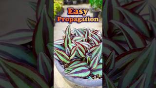 how to propagate Tradescantia Zebrina shorts propagation plants [upl. by Vaden]