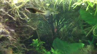 Keeping and Breeding Least Killifish Heterandria Formosa [upl. by Schilling307]