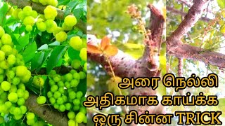 உங்க வீட்டுல இருக்குற அரை நெல்லி காய்க்க வில்லையா இதை Try பண்ணி பாருங்க goose Berry easy trick [upl. by Zelig]