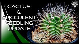 Cactus amp Succulent Seedling Update  Cacti amp Succulent Collection [upl. by Neelra]