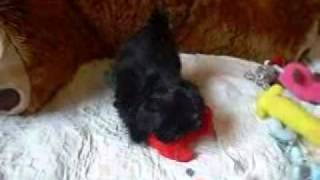 Official Shorkie Puppies available wwwpricelesspupsnet [upl. by Aneeled]