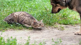 Cat TACKLES Dog 😮 60 Minutes FUNNIEST Pets [upl. by Retrop424]