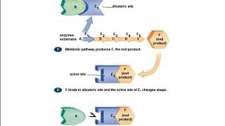 63 Metabolic Pathways and Enzymes [upl. by Gare420]