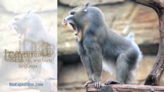 Information about Mandrill [upl. by Kavita]