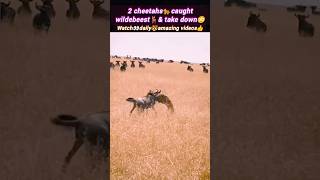 cheetah🐆caches wildebeest🦌  cheetah attack amp kill wildebeest  cheetah hunts  shorts wildlife [upl. by Glynnis113]