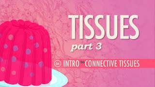 Tissues Part 3  Connective Tissues Crash Course Anatomy amp Physiology 4 [upl. by Lekram]