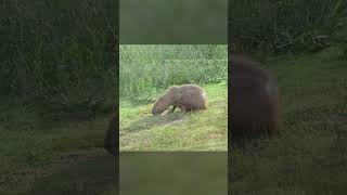 El Capibara el roedor más grande del mundo shorts capibara roedores animals mundo [upl. by Hsinam916]