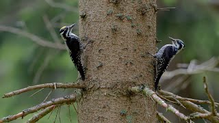 DreizehenspechtBrut vs Waldmanagement  Natura 2000 im Nationalpark Bayerischer Wald [upl. by Docile]